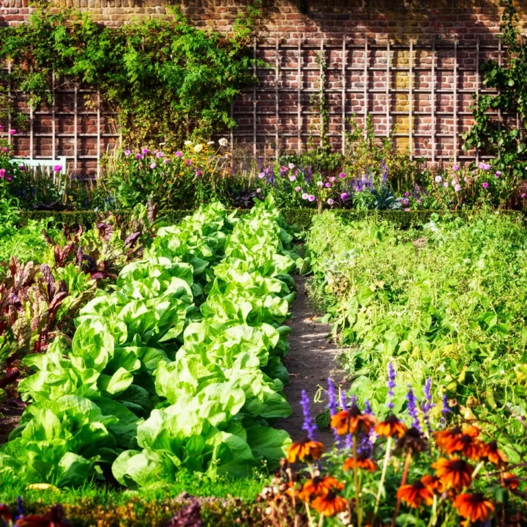 Vegetable Garden - Summerhill Bungalow