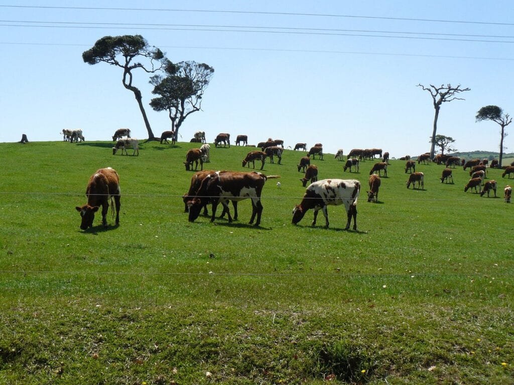 Ambewela Farms - Nuwara Eliya