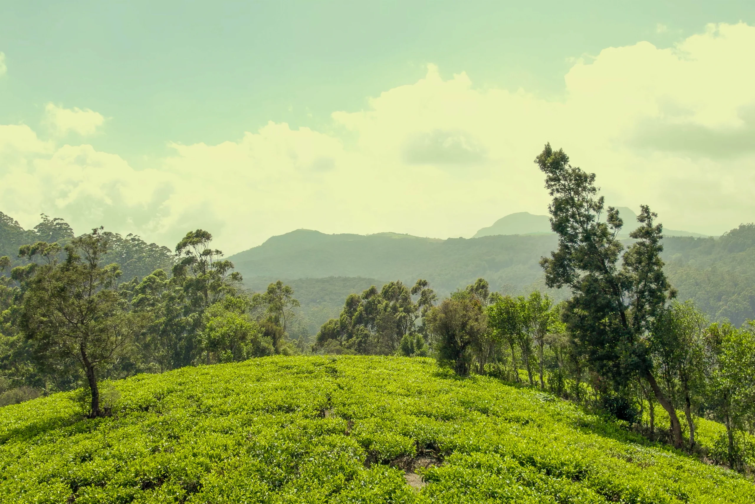 Summerhill Bungalow Tea Garden - Nuwara Eliya