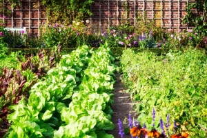 Vegetable Garden - Summerhill Bungalow